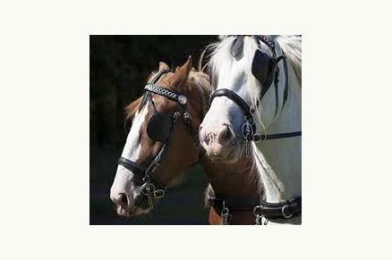 Trekkershutten Het Caitwickerzand op de Veluwe met paardenweide VMP022